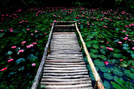 踱步花間，邂逅美麗