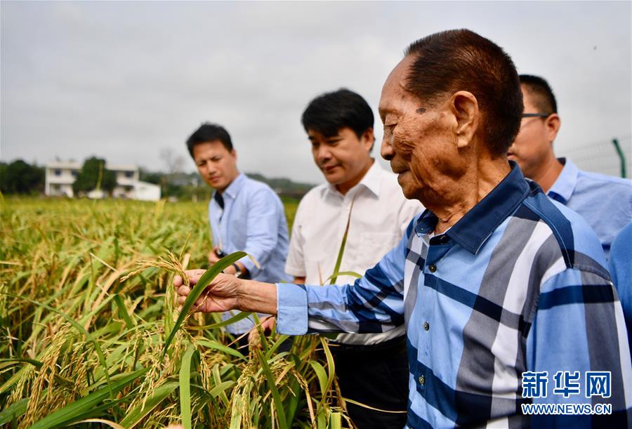 （新華視點(diǎn)·圖文互動(dòng)）（2）國(guó)家科技獎(jiǎng)3項(xiàng)授予“水稻科學(xué)家”，預(yù)示百姓飯碗將發(fā)生哪些革命？