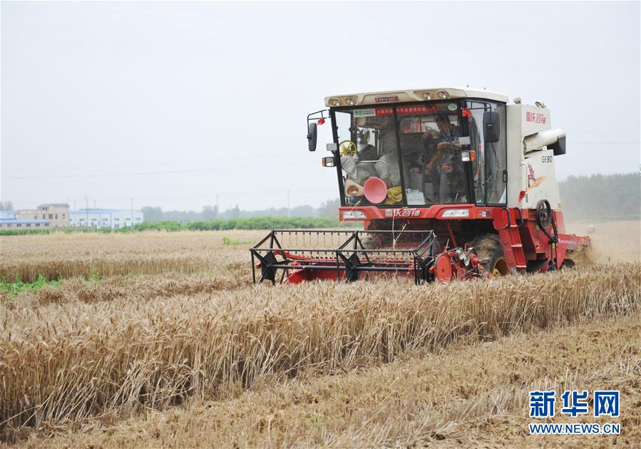 #（經濟）（3）全國大規(guī)模小麥跨區(qū)機收全面展開 