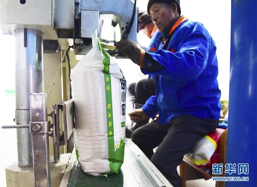 （在習(xí)近平新時代中國特色社會主義思想指引下——新時代新作為新篇章·鄉(xiāng)村振興戰(zhàn)略·圖文互動）（3）吉林榆樹：產(chǎn)糧“冠軍縣”大旱之年從容應(yīng)對減產(chǎn)考驗(yàn)