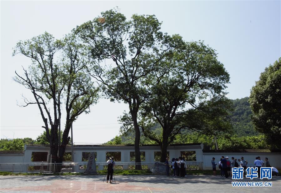 （壯麗70年·奮斗新時代——記者再走長征路·圖文互動）（6）“紅軍樹”下憶初心、守初心