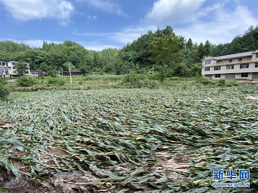 （防汛抗洪·圖文互動）（4）山洪襲來前，澧水河畔大轉(zhuǎn)移