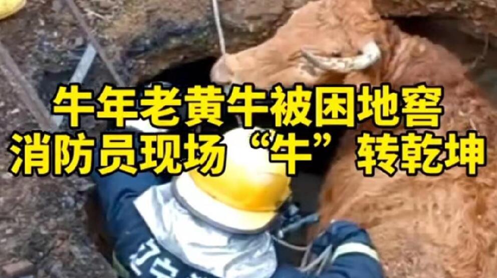 牛年老黃牛被困地窖，消防員現(xiàn)場(chǎng)“牛”轉(zhuǎn)乾坤！