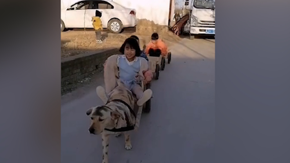 男子給孩子做縮小版小火車，家里的狗狗做動(dòng)力拉著孩子上學(xué)