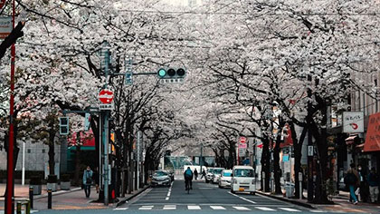 日本：櫻花季到來(lái) 引發(fā)疫情反復(fù)擔(dān)憂(yōu)