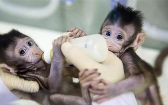 世界生命科學(xué)重大突破！ 兩只克隆猴在中國(guó)誕生