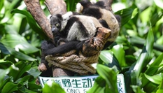 廣州長(zhǎng)隆成功繁育中國首例斑狐猴三胞胎