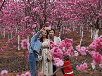 櫻花漫山，一份14年的等待
